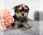 Small #1 Yorkshire Terrier