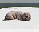 Small Photo #2 Pug Puppy For Sale in PALM COAST, FL, USA