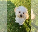 Small Photo #4 Maltese Puppy For Sale in Menifee, CA, USA