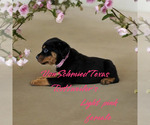 Small Photo #4 Rottweiler Puppy For Sale in SOUR LAKE, TX, USA