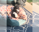 Small #3 Dachshund