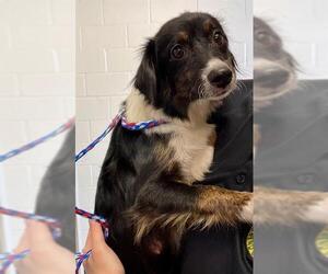 Australian Shepherd Dogs for adoption in Rosenberg, TX, USA