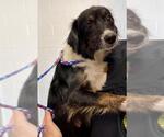 Small Australian Shepherd