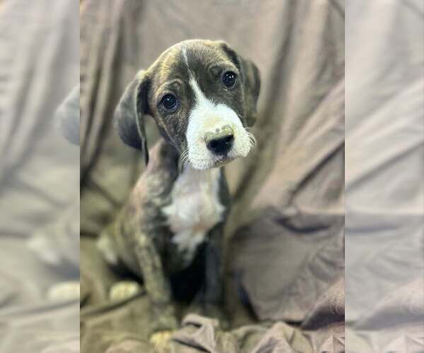 Medium Photo #2 Australian Shepherd-Boxer Mix Puppy For Sale in Aurora, IN, USA