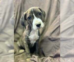 Johnson Rs : River - Male Australian Shepherd-Boxer Mix Dog for Adoption - Photo #2