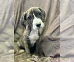 Small Photo #2 Australian Shepherd-Boxer Mix Puppy For Sale in Aurora, IN, USA