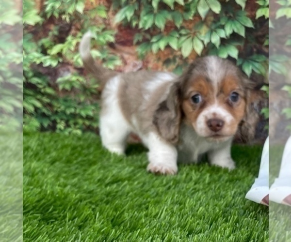 Medium Photo #9 Dachshund Puppy For Sale in CLAREMORE, OK, USA