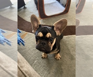 French Bulldog Puppy for sale in CARLSBAD, CA, USA