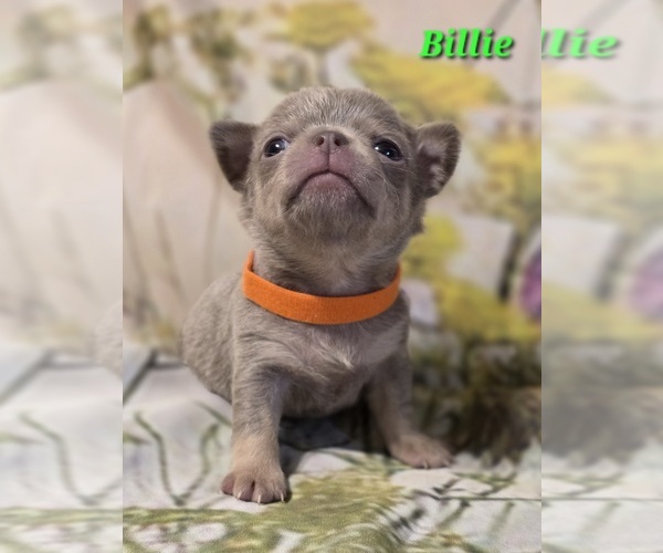 Medium Photo #4 Chihuahua Puppy For Sale in HOMERVILLE, GA, USA