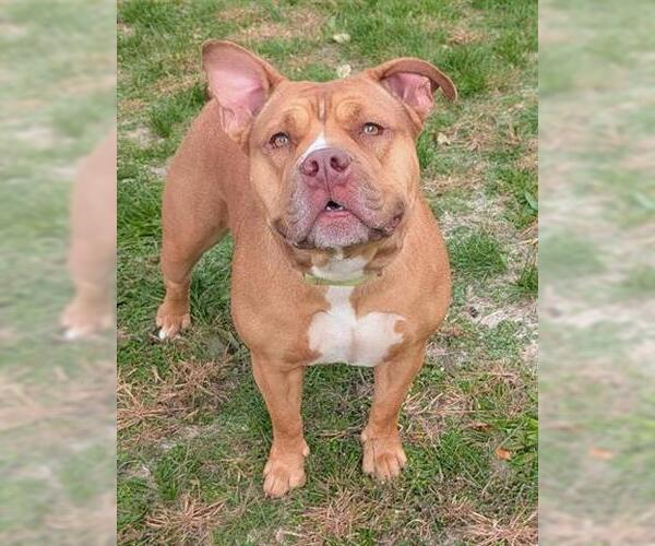 Medium Photo #1 Staffordshire Bull Terrier-Unknown Mix Puppy For Sale in Akron, OH, USA