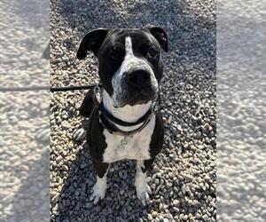 Mutt Dogs for adoption in Fort Collins, CO, USA