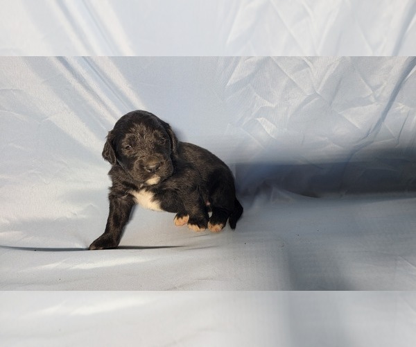 Medium Photo #8 Golden Mountain Dog Puppy For Sale in BLACK FOREST, CO, USA