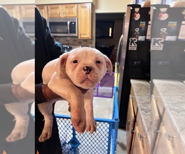 Medium Photo #2 American Bulldog Puppy For Sale in WOODBURY, NJ, USA