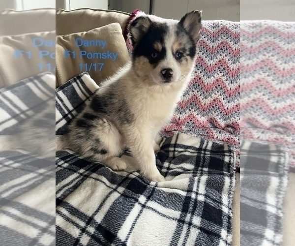 Medium Photo #1 Pomsky Puppy For Sale in SHIPSHEWANA, IN, USA