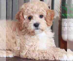 Medium Goldendoodle (Miniature)