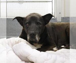 Labrador Retriever-Unknown Mix Dogs for adoption in San Antonio, TX, USA