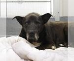 Small Labrador Retriever Mix