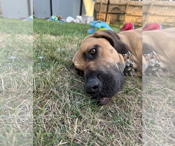 Medium Photo #2 Fila Brasileiro-Great Dane Mix Puppy For Sale in Jasper, AL, USA