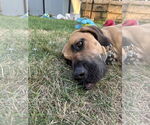 Small #1 Fila Brasileiro-Great Dane Mix