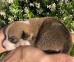 Small Photo #8 American Corgi Puppy For Sale in BRANDON, FL, USA