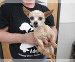 Small Chihuahua Mix