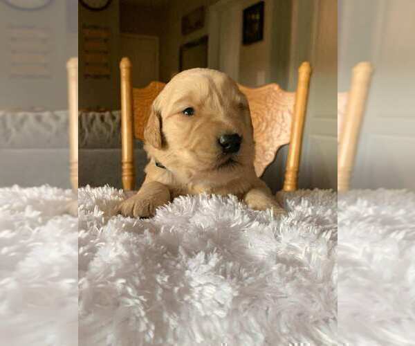 Medium Photo #2 Golden Retriever Puppy For Sale in SAN JOSE, CA, USA