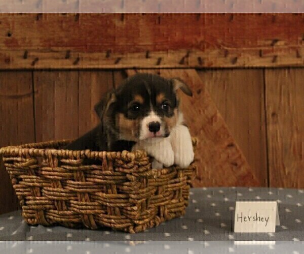 Medium Photo #1 Pembroke Welsh Corgi Puppy For Sale in NORTH MANCHESTER, IN, USA