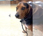 Small #5 Beagle
