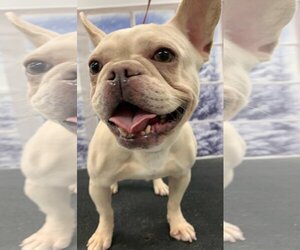 French Bulldog Dogs for adoption in Westminster, MD, USA
