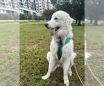 Small #3 Great Pyrenees
