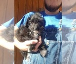 Small Photo #1 Australian Shepherd-Poodle (Toy) Mix Puppy For Sale in SPENCER, TN, USA