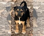 Small #2 Mutt