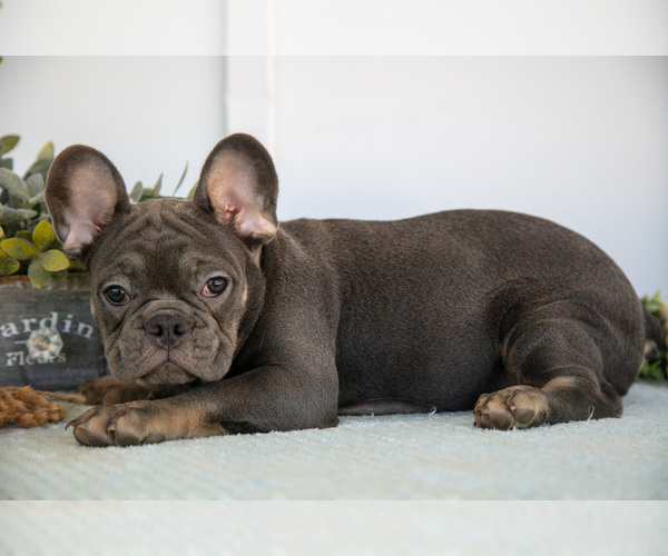 Medium Photo #1 French Bulldog Puppy For Sale in MILLERSBURG, OH, USA