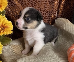 Pembroke Welsh Corgi Puppy for sale in SEDALIA, MO, USA