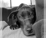 Small Photo #2 Labrador Retriever-Unknown Mix Puppy For Sale in Bellmawr, NJ, USA