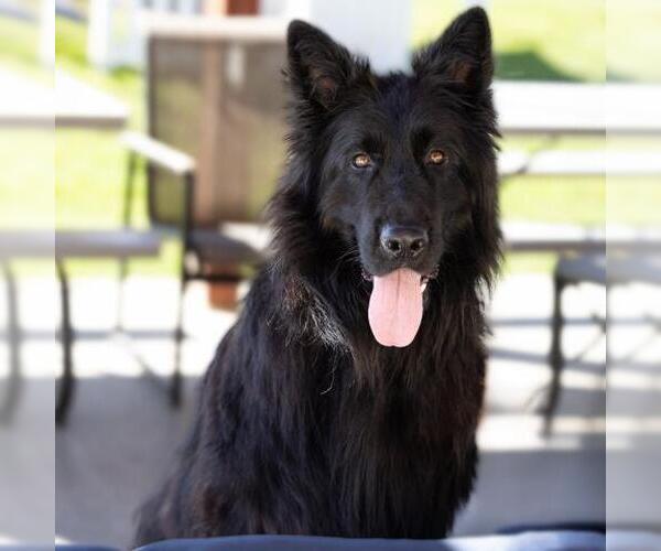 Medium Photo #1 German Shepherd Dog Puppy For Sale in Camarillo, CA, USA