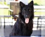 DAX - Male German Shepherd Dog Dog for Adoption - Small photo