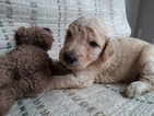 Small Photo #4 Goldendoodle Puppy For Sale in PELHAM, NH, USA