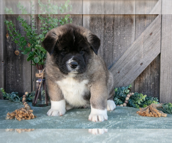 Medium Photo #3 Akita Puppy For Sale in MILLERSBURG, OH, USA
