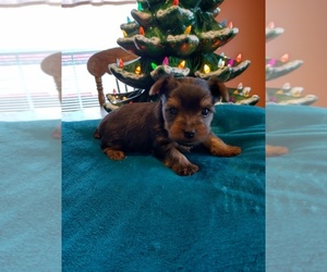 Yorkshire Terrier Puppy for sale in NOKOMIS, IL, USA