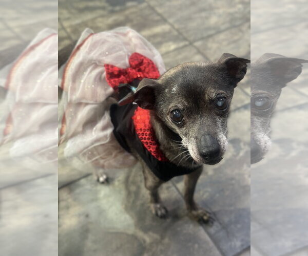 Medium Photo #1 Chihuahua Puppy For Sale in Newport Beach, CA, USA