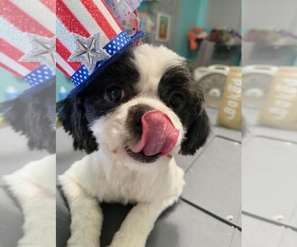Medium Photo #2 Shih Apso Puppy For Sale in Mooresville, NC, USA
