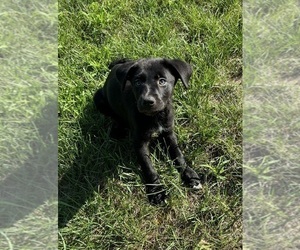 Labrador Retriever Puppy for sale in FRANKLIN, IN, USA