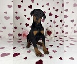 Small #1 Doberman Pinscher