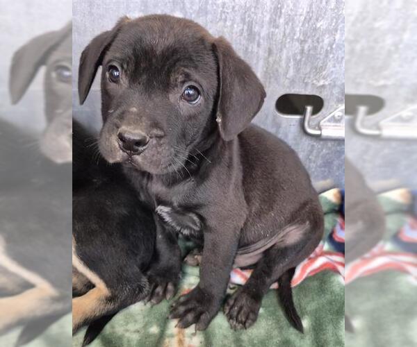 Medium Photo #1 Mutt Puppy For Sale in San Antonio, TX, USA