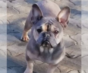 Mother of the French Bulldog puppies born on 10/01/2019