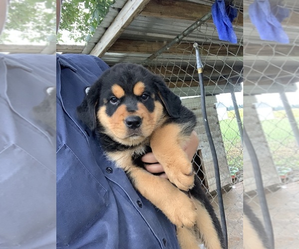 Medium Photo #1 Rottweiler Puppy For Sale in PIKEVILLE, NC, USA