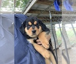 Small Photo #1 Rottweiler Puppy For Sale in PIKEVILLE, NC, USA