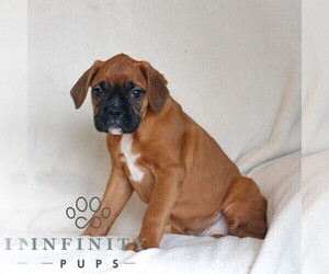 Boxer Puppy for sale in HONEY BROOK, PA, USA