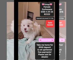 Havanese-Zuchon Mix Puppy for sale in TUCSON, AZ, USA